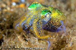 When cruising over an algae growth in secret bay this Bob... by Marc Damant 